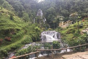 El ‘mar verde de Colombia’ en el Eje Cafetero: destino para descansar