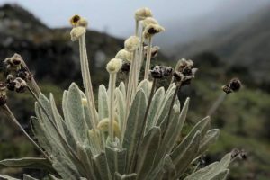 Travesía en el corazón del Páramo de Santurbán