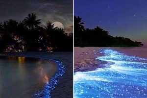 Conoce la única playa en Colombia con el efecto de bioluminiscencia en sus aguas
