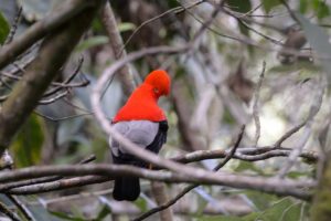 Colombia es campeón mundial de avistamiento de aves por cuarta vez