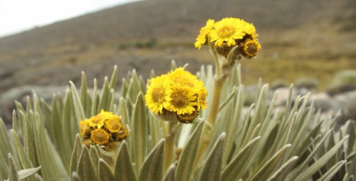 Cultivo de Frailejones