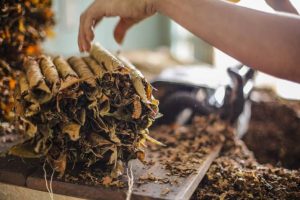 El arte de torcer tabaco en Piedecuesta