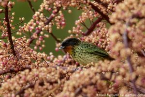 Colombia, campeona mundial en diversidad de aves