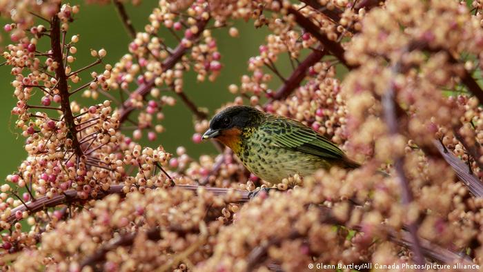 diversidad de aves en Colombia