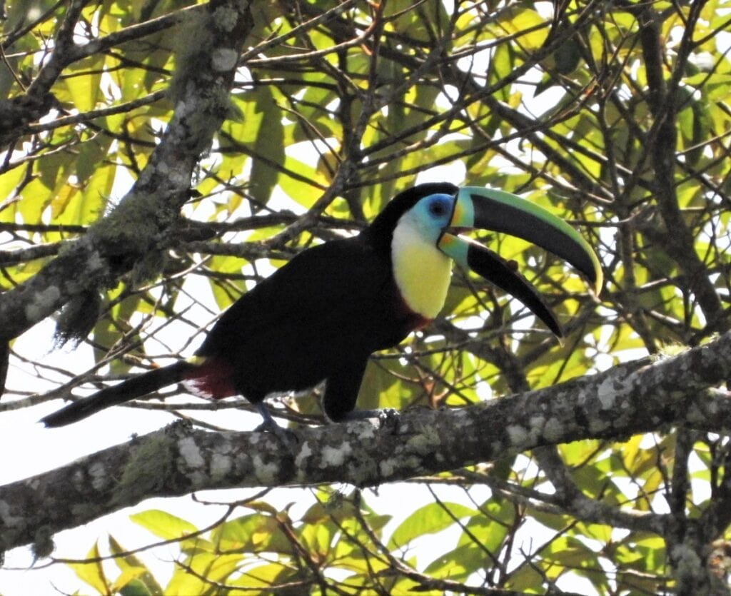 Ramphastos vitellinus