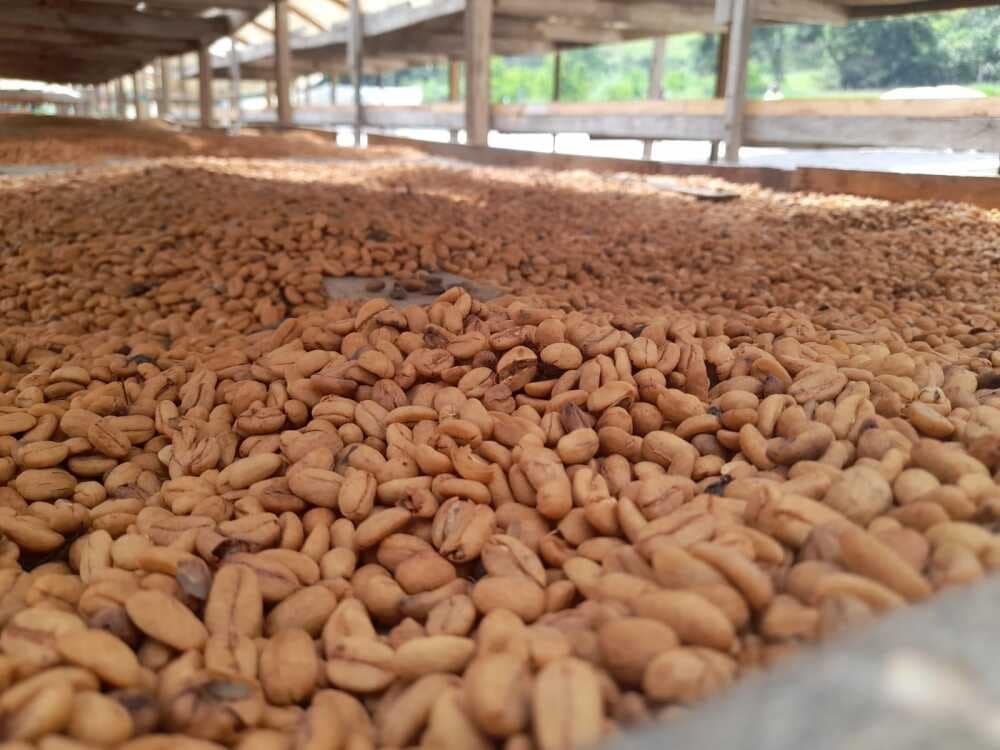 Hacienda El Roble, la Mesa de los Santos - Producción de café