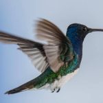 pajaros-2
