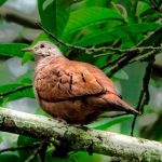 pajaros-4